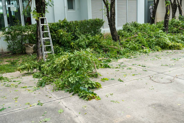 Best Stump Grinding and Removal  in Medford, MN